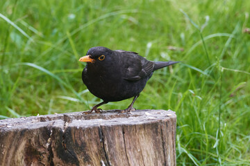 Amsel Männchen bei der Futtersuche	