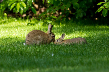 Cute mother and baby bunny rabbits kissing on fresh green grass on a nice spring morning with lots of sunshine surrounded by fresh green leaves.
