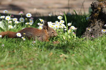 Fototapeta premium Gold Crest (Regulus Regulus) Foraging In a Pine Tree