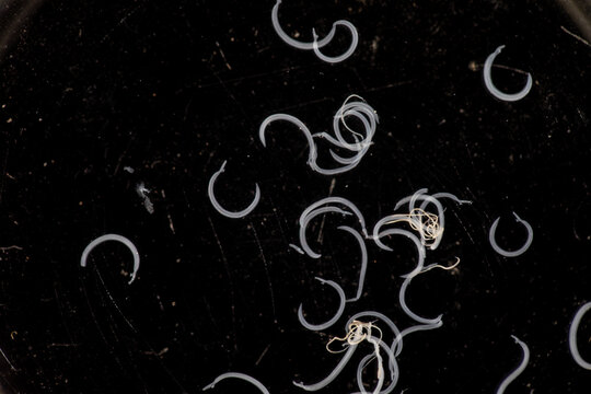 The study parasite or worms is a freshwater fish parasite in laboratory for education.
