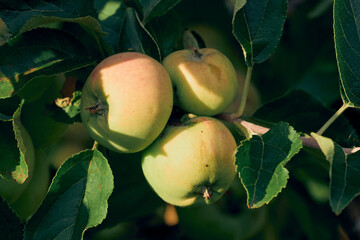 Apples of old Norwegian apple tree.