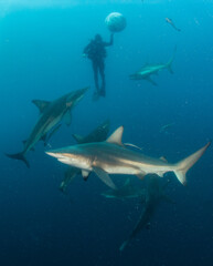 Blacktip (Zambezi) Shark in South Africa