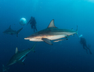 Blacktip (Zambezi) Shark in South Africa