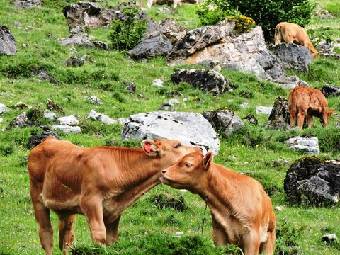 Ganader&iacute;a asturiana.