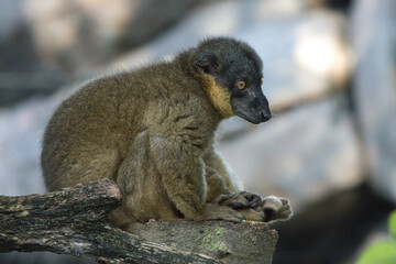 Lemur