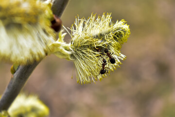 Bazie na gałęzi drzewa w zbliżeniu. © Krzysztof Głowacki
