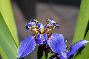 Selective focus shot of a beautiful violet orchid flower