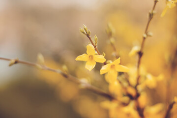 Yellow beautiful forsythia flowers bloom on the branches of the bush on a spring day. Nature.