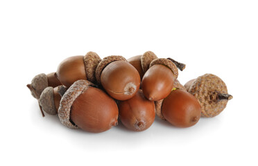 Pile of brown acorns on white background