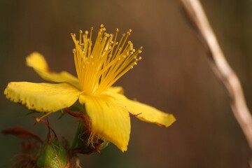 Tło z żółtym kwiatem, fotografia makro na łące.