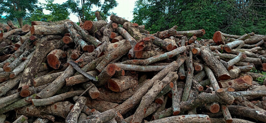 Lots of logs in the countryside