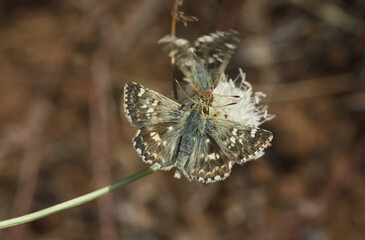 Closeup shot of a sage skipper butterfly on a dry plant