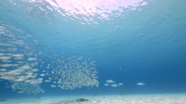 Hunting Jacks in bait ball, school of fish in turquoise water of coral reef in Caribbean Sea, Curacao