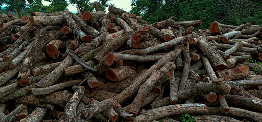 Fototapeta premium Lots of logs in the countryside