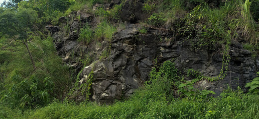 big rock in the forest