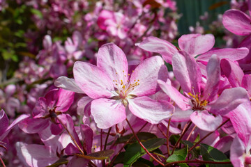 Pink flowers of fruit tree close-up.