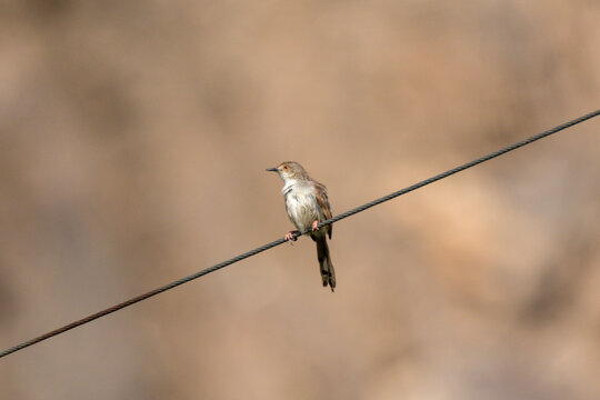The graceful prinia (Prinia gracilis) is a small warbler