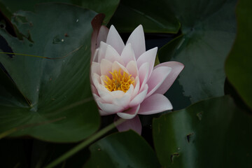 Nénuphar rose claire 1