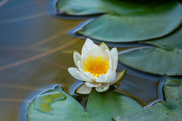 Waterlilies reflecting in  a lake  in Bistrita,Romania, august 2021