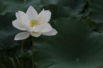 white lotus