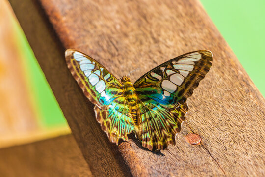 Beautiful turquoise blue green colored butterfly Kuang Si waterfall Laos.