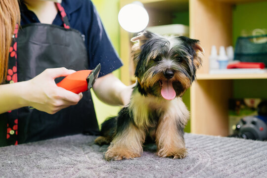 Groomer cuts of Yorkshire Terrier by haircut machine for animals.
