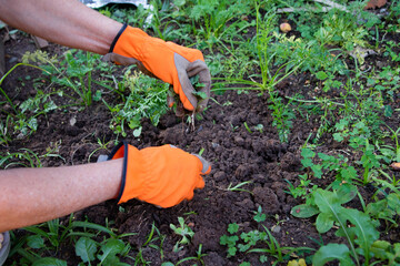 Jardinagem e plantio de horta caseira. Para comida sem agrotóxicos 