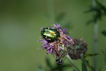 La Cétoine dorée (Cetonia aurata - Coleoptera Cetoniidae)