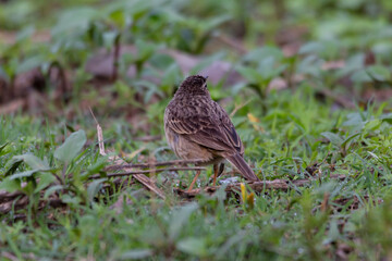 Long-billed Pipit (Middle Eastern) walking on grassland searching on food . (Anthus similis)