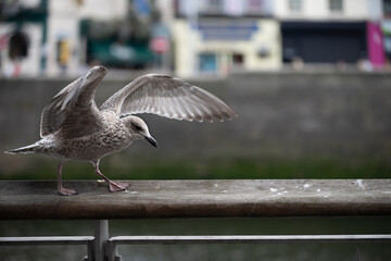 Seagull strolling along wooden railing with outstretched wings