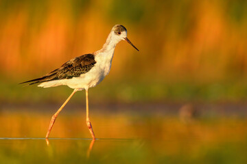 Black-winged stilt (Himantopus himantopus), with beautiful orange background. Colourful shorebird with white and black feathers in the lake. Wildlife scene from nature, Hungary