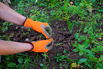 Jardinagem e plantio de horta caseira. Para comida sem agrotóxicos 