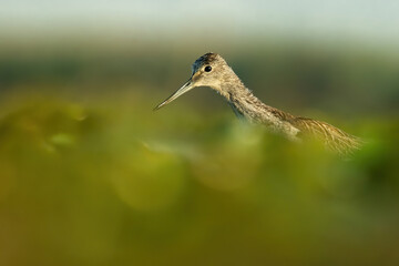 Common greenshank (Tringa nebularia), with beautiful orange background. Colourful shorebird with white and black feathers in the lake. Wildlife scene from nature, Hungary
