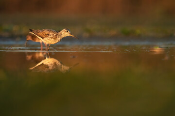 Common greenshank (Tringa nebularia), with beautiful orange background. Colourful shorebird with white and black feathers in the lake. Wildlife scene from nature, Hungary