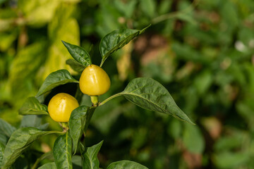 yellow peppers in the garden in Bistrita, Romania, August 2021