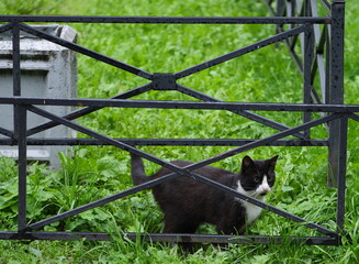 A black and white cat on the green grass among black metal fences