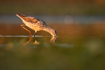 Obraz premium Common greenshank (Tringa nebularia), with beautiful orange background. Colourful shorebird with white and black feathers in the lake. Wildlife scene from nature, Hungary
