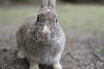 ウサギ島のウサギ