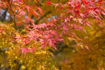 宮島の紅葉