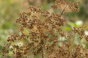 caraway in the garden
