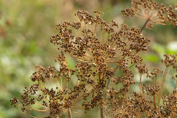 caraway in the garden