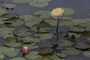 white water lily