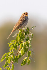 Corn bunting (Emberiza calandra), with beautiful yellow coloured background. Colorful song bird with brown feather sitting on the branch  in the steppe. Wildlife scene from nature, Czech Republic