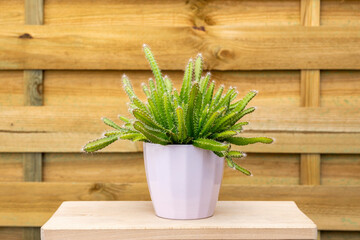 Pretty Hylocereus undatus cactus in light pink pot on unvarnished piece of wood