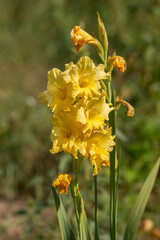 Fototapete bei efototapeten.de bestellen   