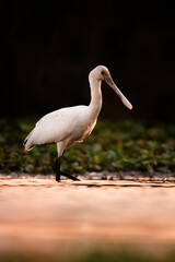 Eurasian spoonbill (Platalea leucorodia), with beautiful orange background. Colourful water bird with white feathers in the lake. Wildlife scene from nature, Hungary
