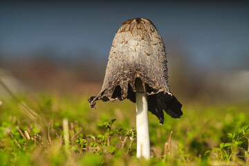Trujący grzyb na zielonej łące. © Adam Sadlak