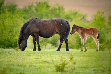 Exmoor pony (Equus ferus caballus), with beautiful green coloured background. Amazing endangered...