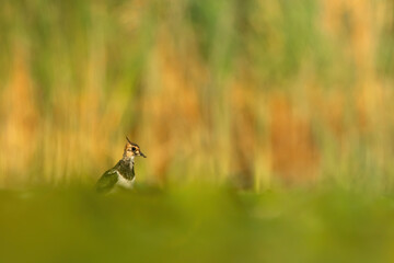 Northern lapwing (Vanellus vanellus), with beautiful orange background. Colourful shorebird with white and black feathers in the lake. Wildlife scene from nature, Hungary