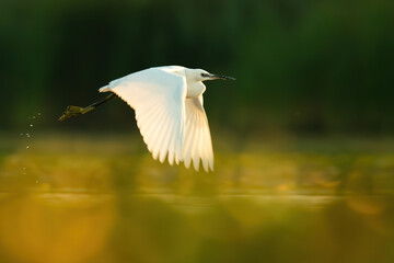 Little egret (Egretta garzetta), with beautiful orange background. Colourful water bird with white feathers in the lake. Wildlife scene from nature, Hungary